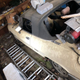 Illustration for article titled Would You Pay $500 to Break This 1987 Alfa Romeo Spider Veloce Out of Its Barn?